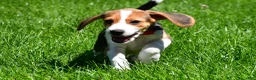 Beagle dogs for sale: Bruno - Ad 7