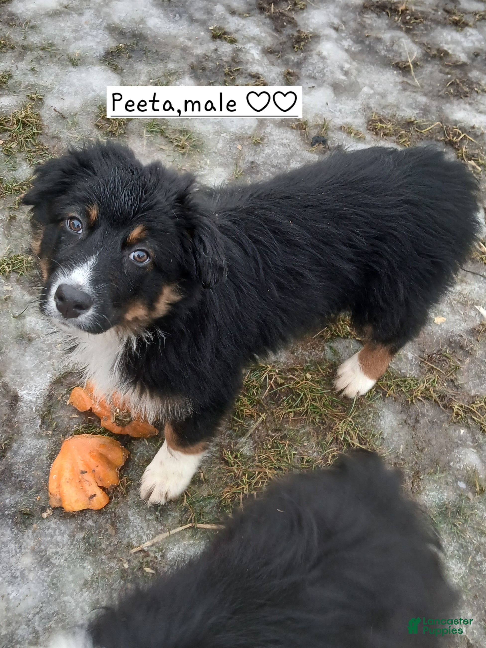 Australian Shepherd dogs Peeta - Ad 42