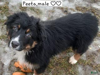 Australian Shepherd dogs Peeta - Ad 27