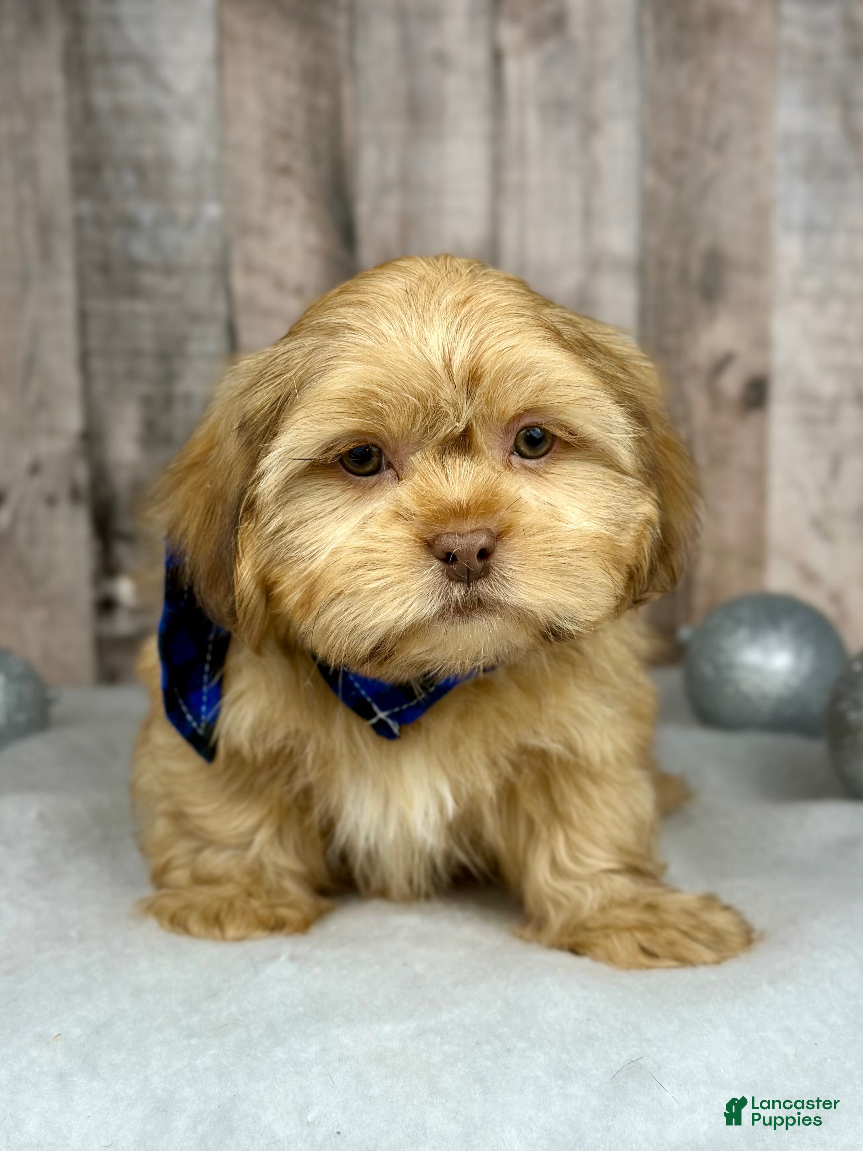 Shih Tzu dogs Boy Honey - 9224 - Ad 23
