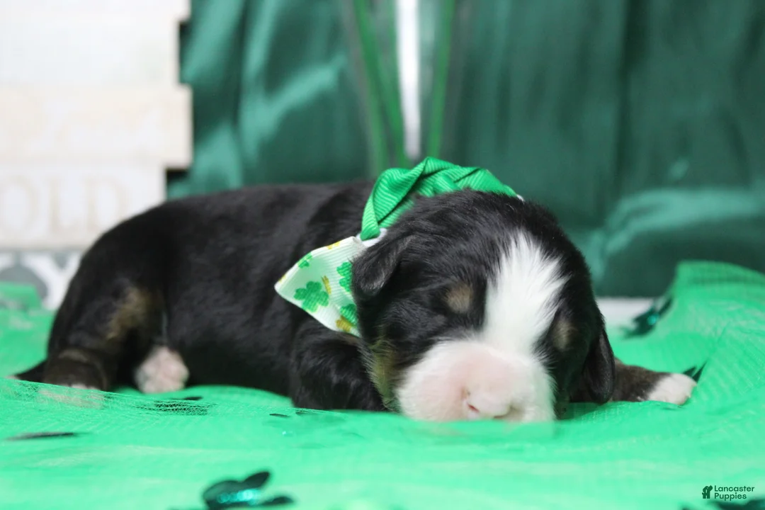 Bernese Mountain Dog dogs for sale: Riley  - Ad 4
