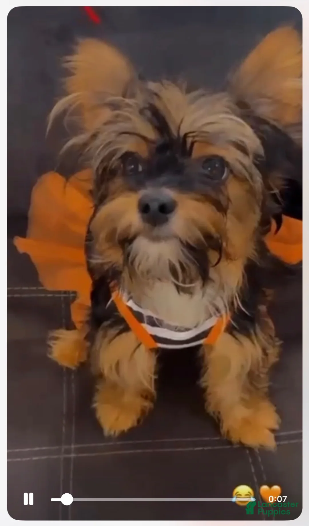 Yorkshire Terrier dogs for sale: Yorkshire Terrier 5 - Ad 2