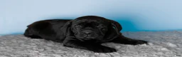 Cane Corso dogs for sale: Millie - Ad 10