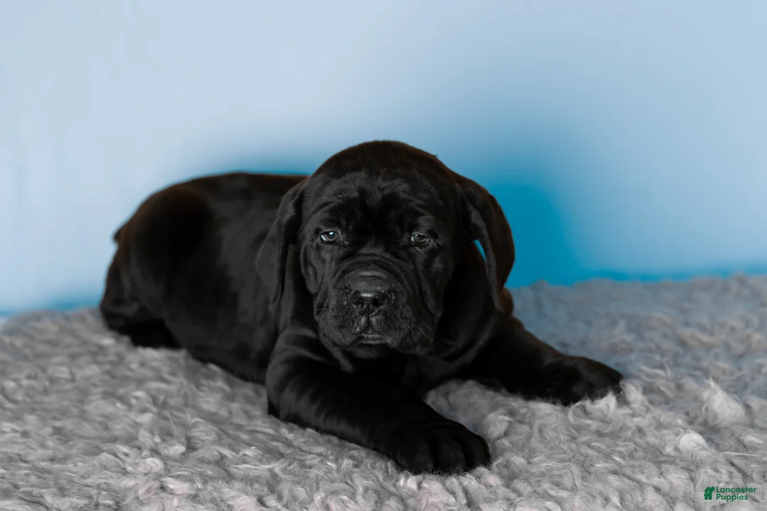 Cane Corso dogs for sale: Millie - Ad 10