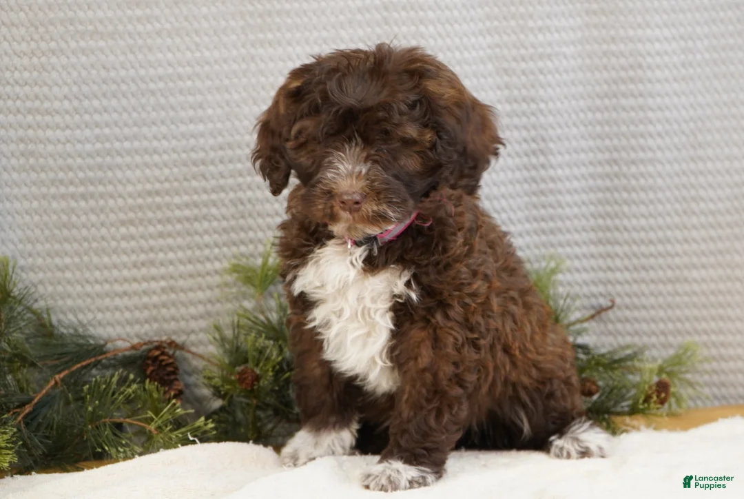 Portuguese Water Dog dogs for sale: Sofi  - Ad 8
