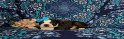 Boston Terrier dogs for sale: Elisa - Ad 4