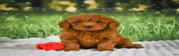 Mini Goldendoodle dogs for sale: Remi - Ad 7