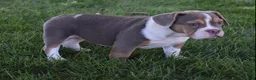 Beabull dogs for sale: Bailey  - Ad 3