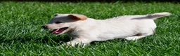 Labradoodle dogs for sale: Sally - Ad 6
