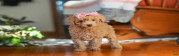Miniature Poodle dogs for sale: Chloe - Ad 4