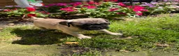 Frug dogs for sale: Frug 2 - Ad 5