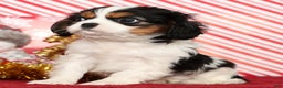 Cavalier King Charles Spaniel dogs for sale: Bo - Ad 5