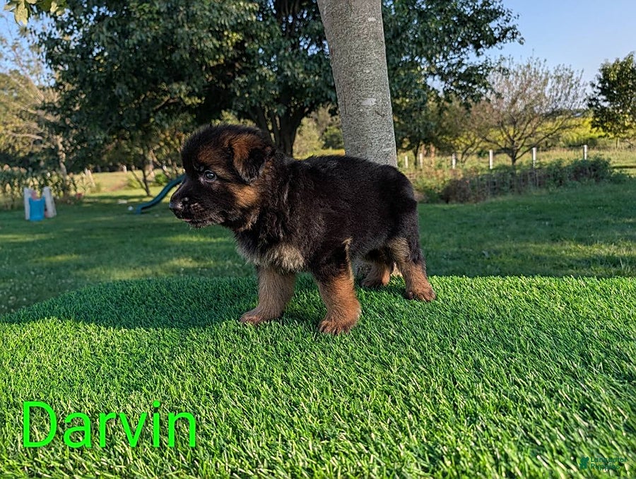 German Shepherd dogs Darvin - Ad 2
