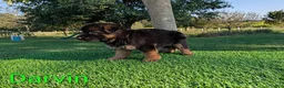 German Shepherd dogs for sale: Darvin - Ad 2