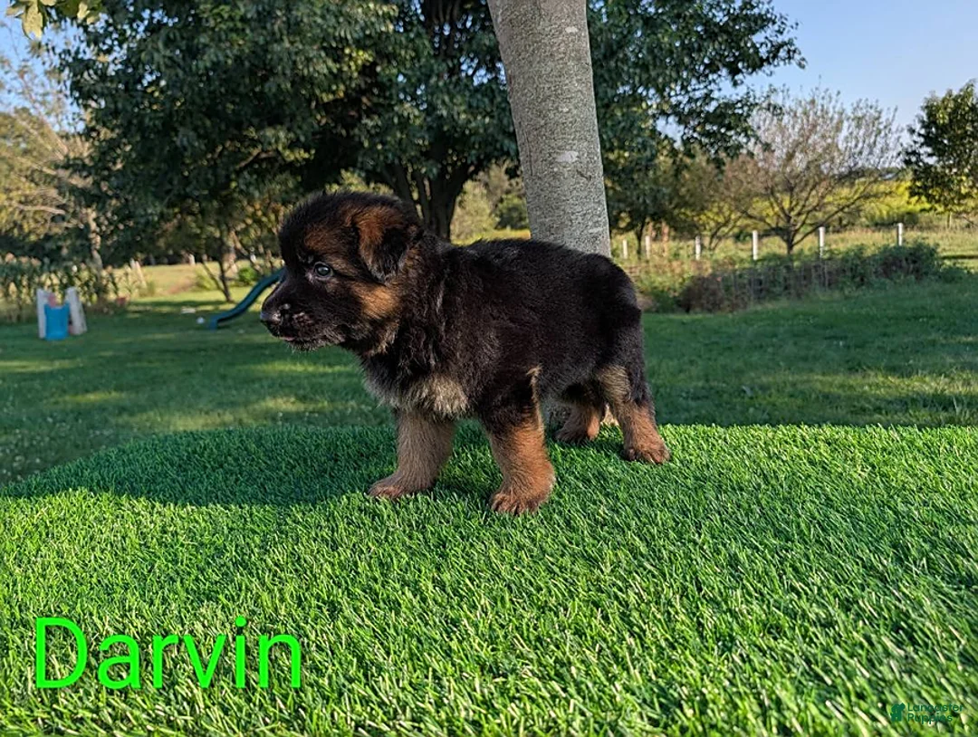 German Shepherd dogs for sale: Darvin - Ad 2
