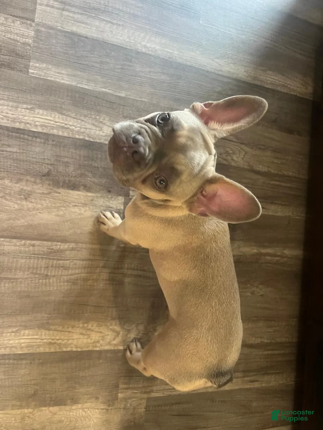 French Bulldog dogs for sale: Princess - Ad 2