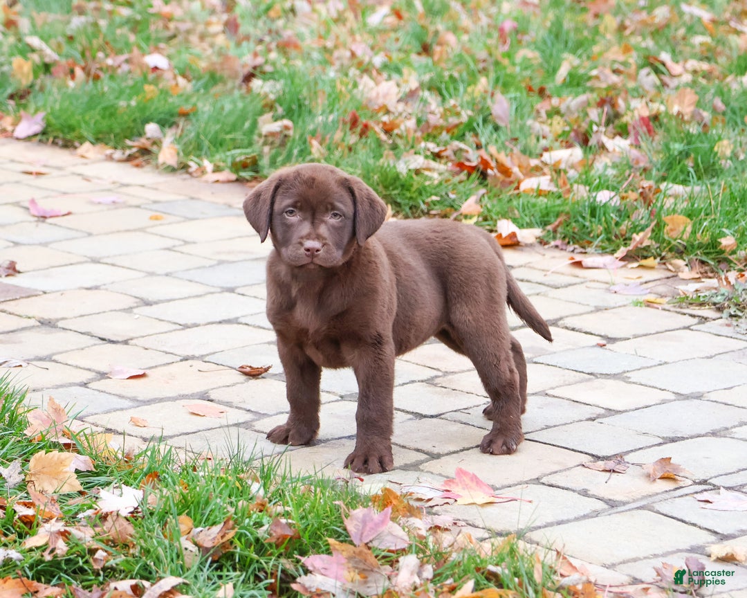 Labrador Retriever dogs for sale: Orchard - Ad 3