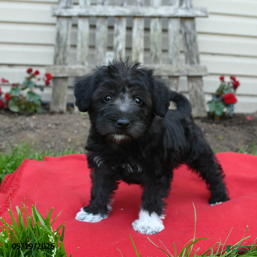 Schnoodle dogs for sale: Bambi - Ad 1