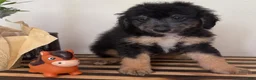 Mini Goldendoodle dogs for sale: BUDDY - Ad 4