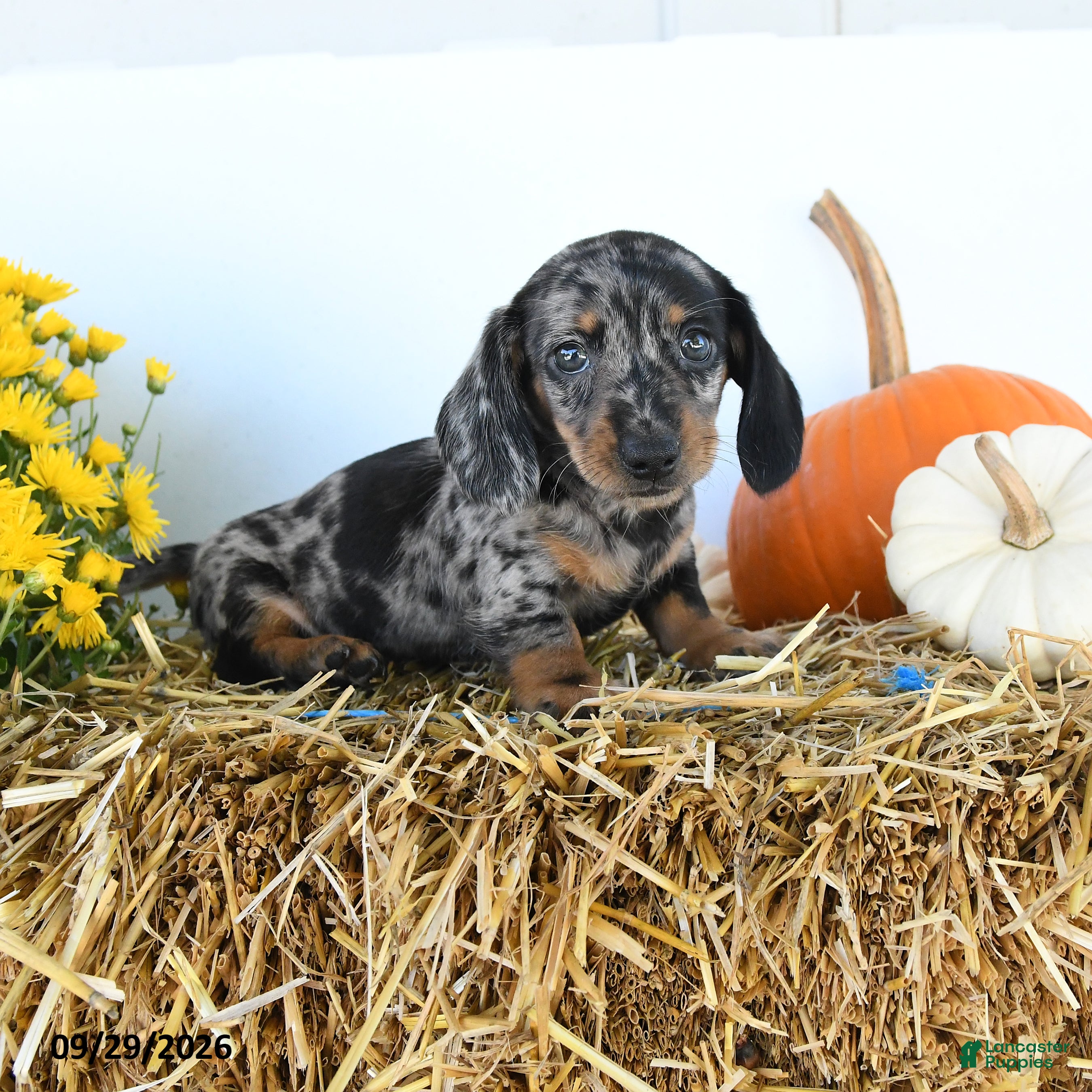 Miniature Dachshund dogs Charles - Ad 2