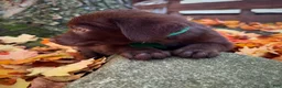 Labrador Retriever dogs for sale: Labrador Retriever 1 - Ad 6