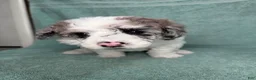 Miniature Poodle dogs for sale: Miniature Poodle Orange - Ad 3