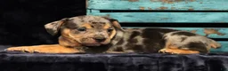 Beabull dogs for sale: Carson - Ad 6