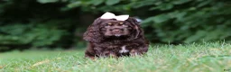 Cocker Spaniel dogs for sale: Ava - Ad 3