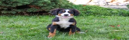 Bernese Mountain Dog dogs for sale: Liberty - Ad 4