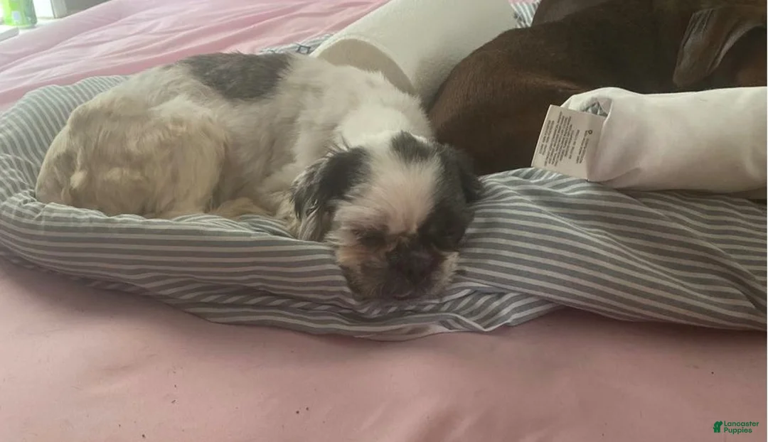 Shih Tzu dogs for sale: Doll - Ad 2