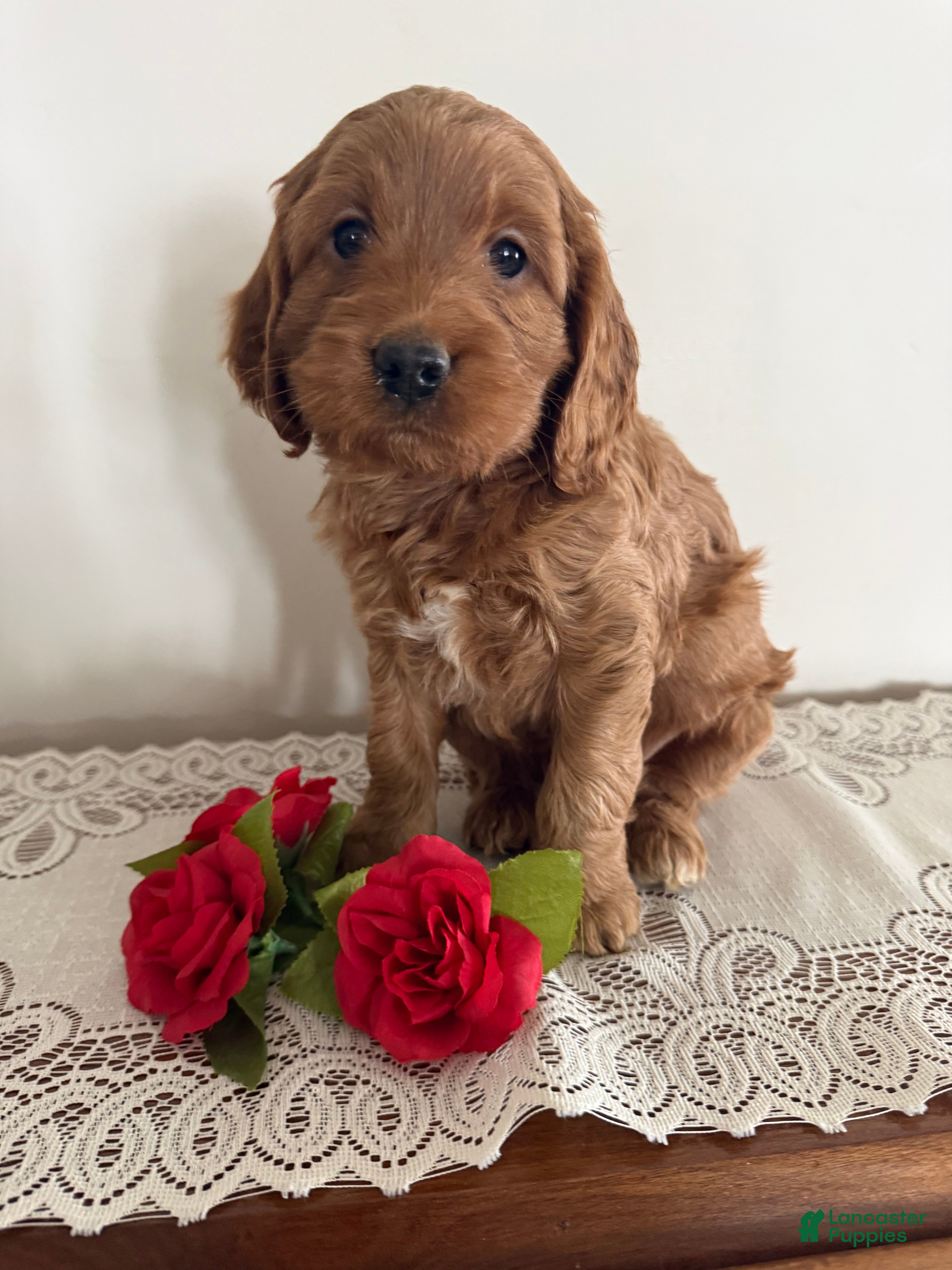 Cockapoo dogs Cockapoo Puppy 2 - Ad 28