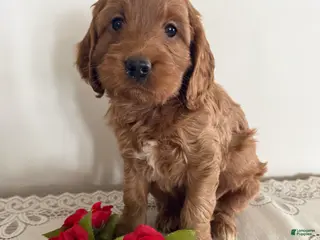 Cockapoo dogs Cockapoo Puppy 2 - Ad 28