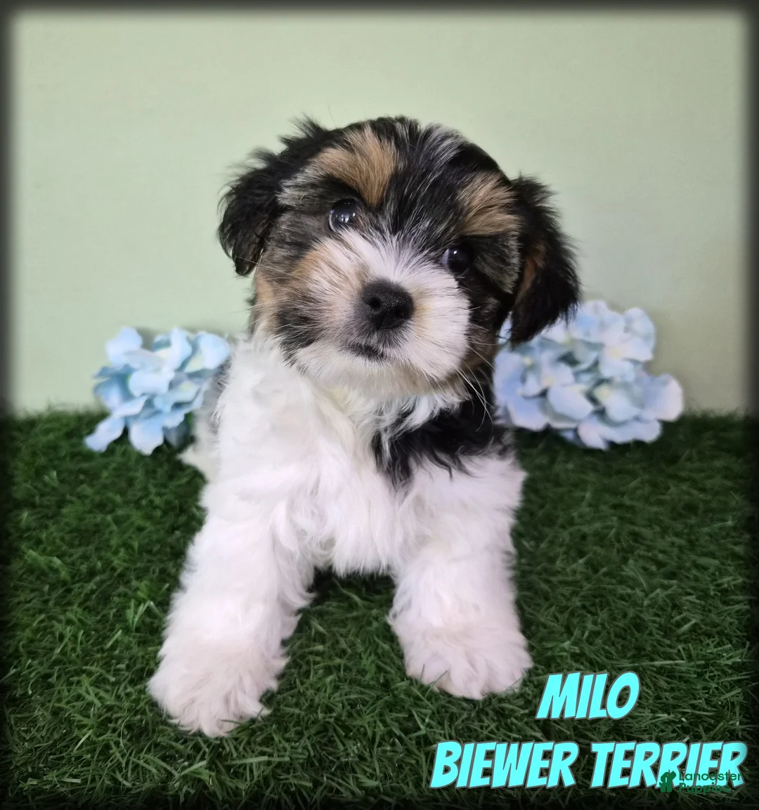 Yorkshire Terrier dogs for sale: Milo - Ad 1