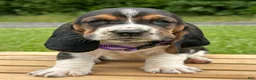 Basset Hound dogs for sale: Isabella - Ad 12