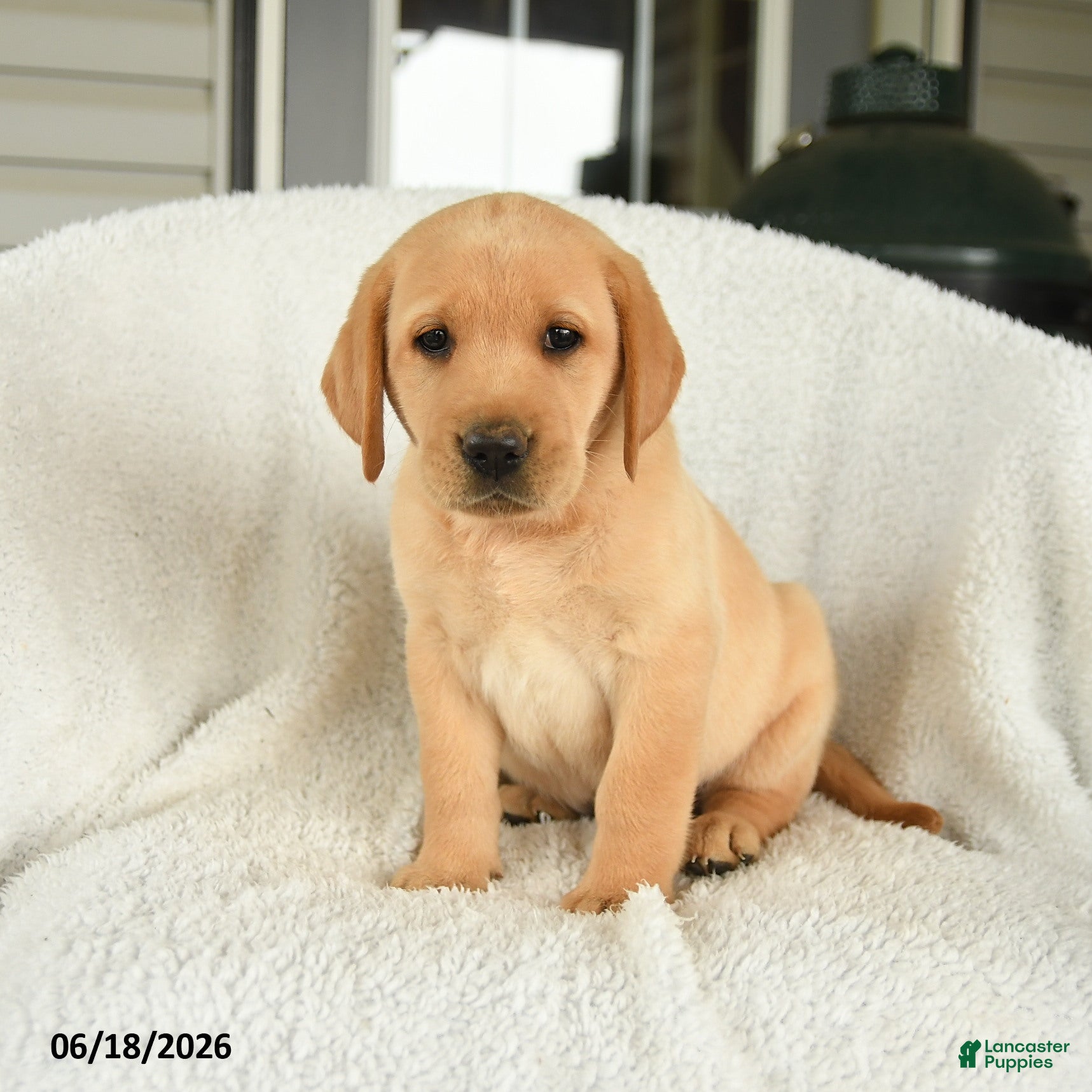 Labrador Retriever dogs Magnolia - Ad 2