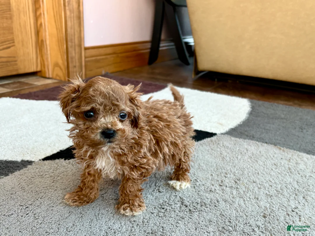 Havapoo dogs for sale: Jerry Tiny - Ad 4