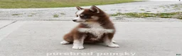 Pomsky dogs for sale: Truffle Tiny Pomsky - Ad 2