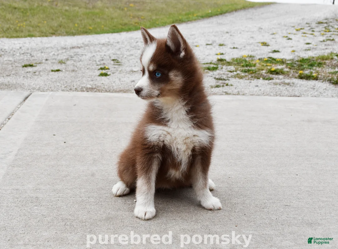 Pomsky dogs for sale: Truffle Tiny Pomsky - Ad 2