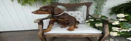 Doberman Pinscher dogs for sale: Doberman Pinscher 1 Sabrina - Ad 3