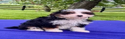 Bernedoodle dogs for sale: Noah - Ad 4