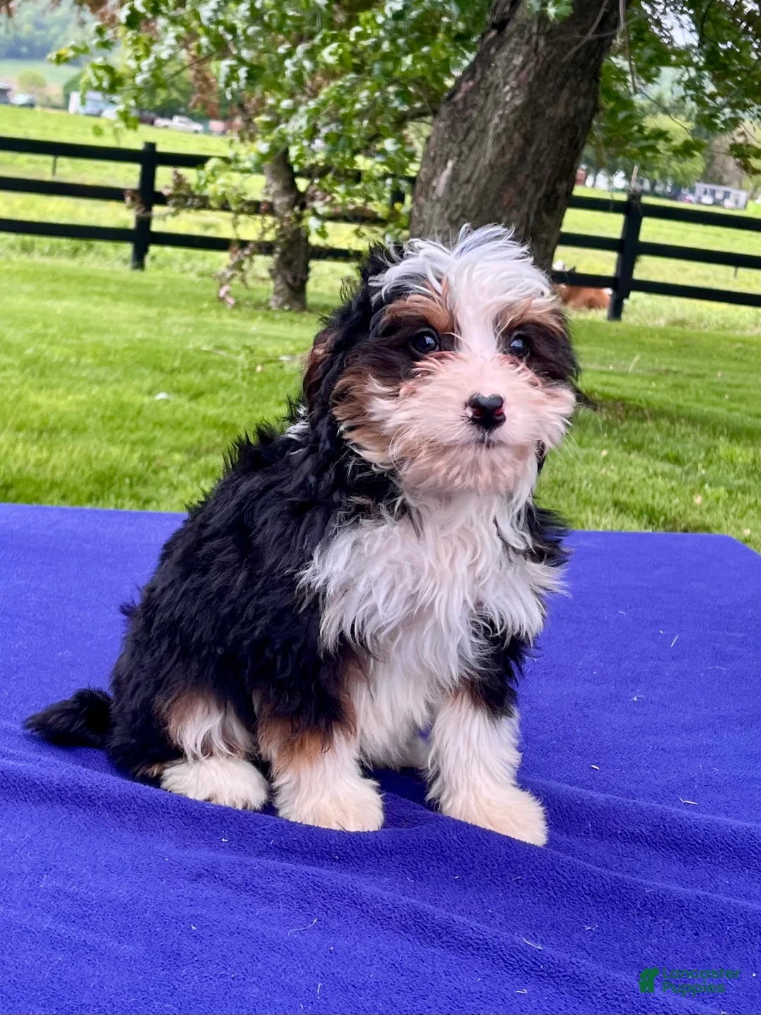 Bernedoodle dogs for sale: Noah - Ad 4