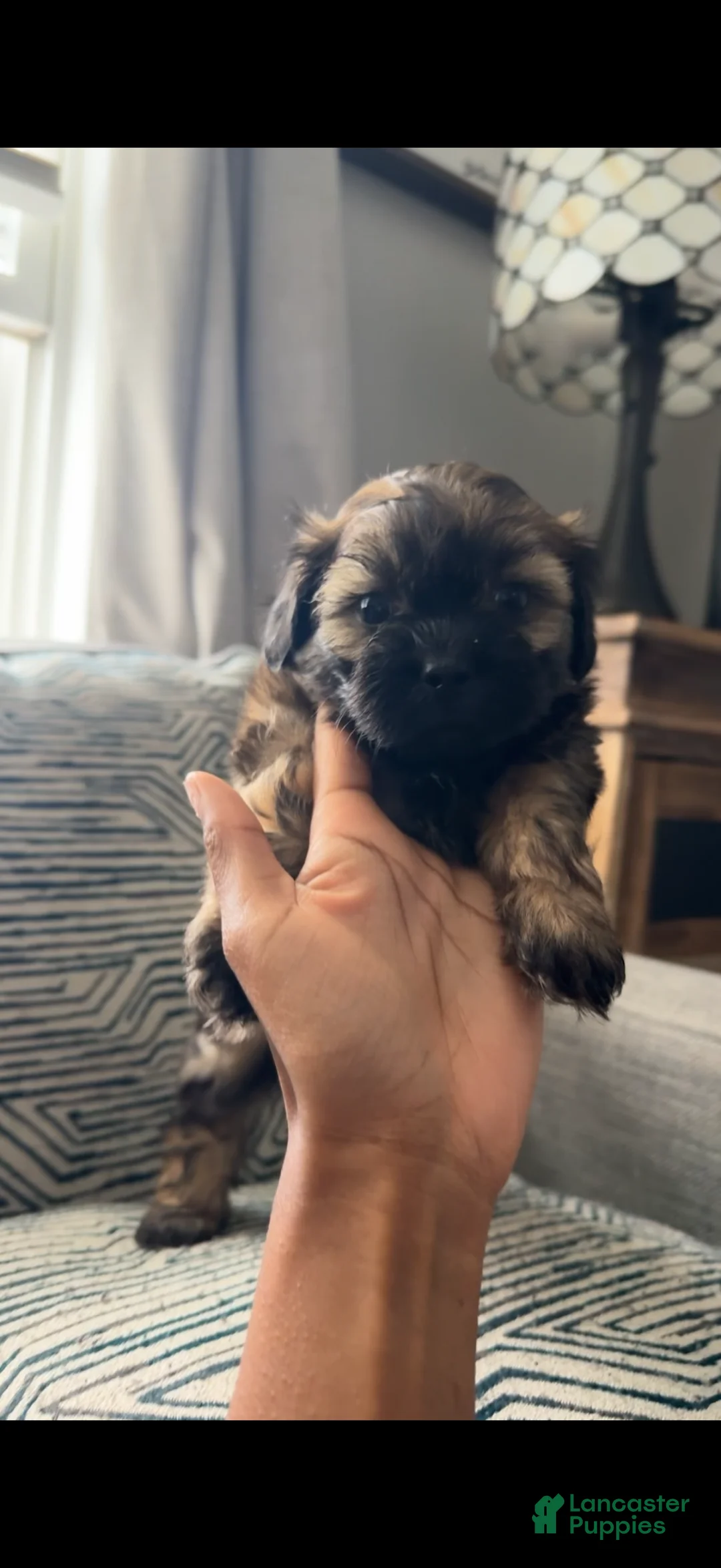 Teddy Bear dogs for sale: Wesley - Ad 2