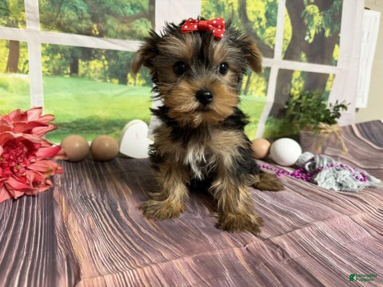 Yorkshire Terrier dogs Lillian - Ad 1