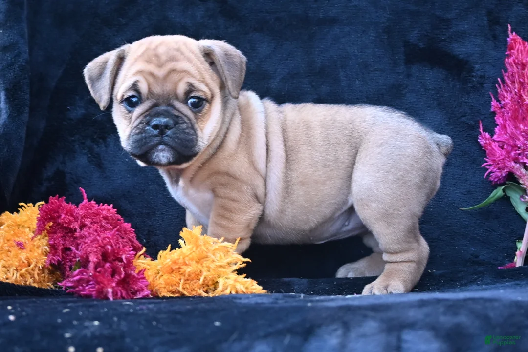 Mixed Breed dogs for sale: Princess - Ad 1