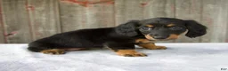 Miniature Dachshund dogs for sale: Mira - Ad 3