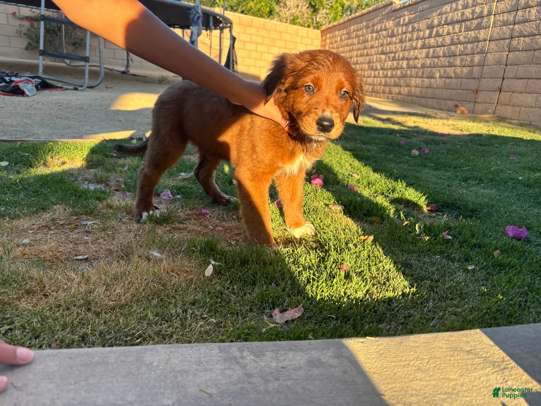 Mixed Breed dogs for sale: Mixed Breed Puppy 2 - Ad 1