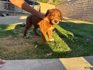 Mixed Breed dogs Mixed Breed Puppy 2 - Ad 31