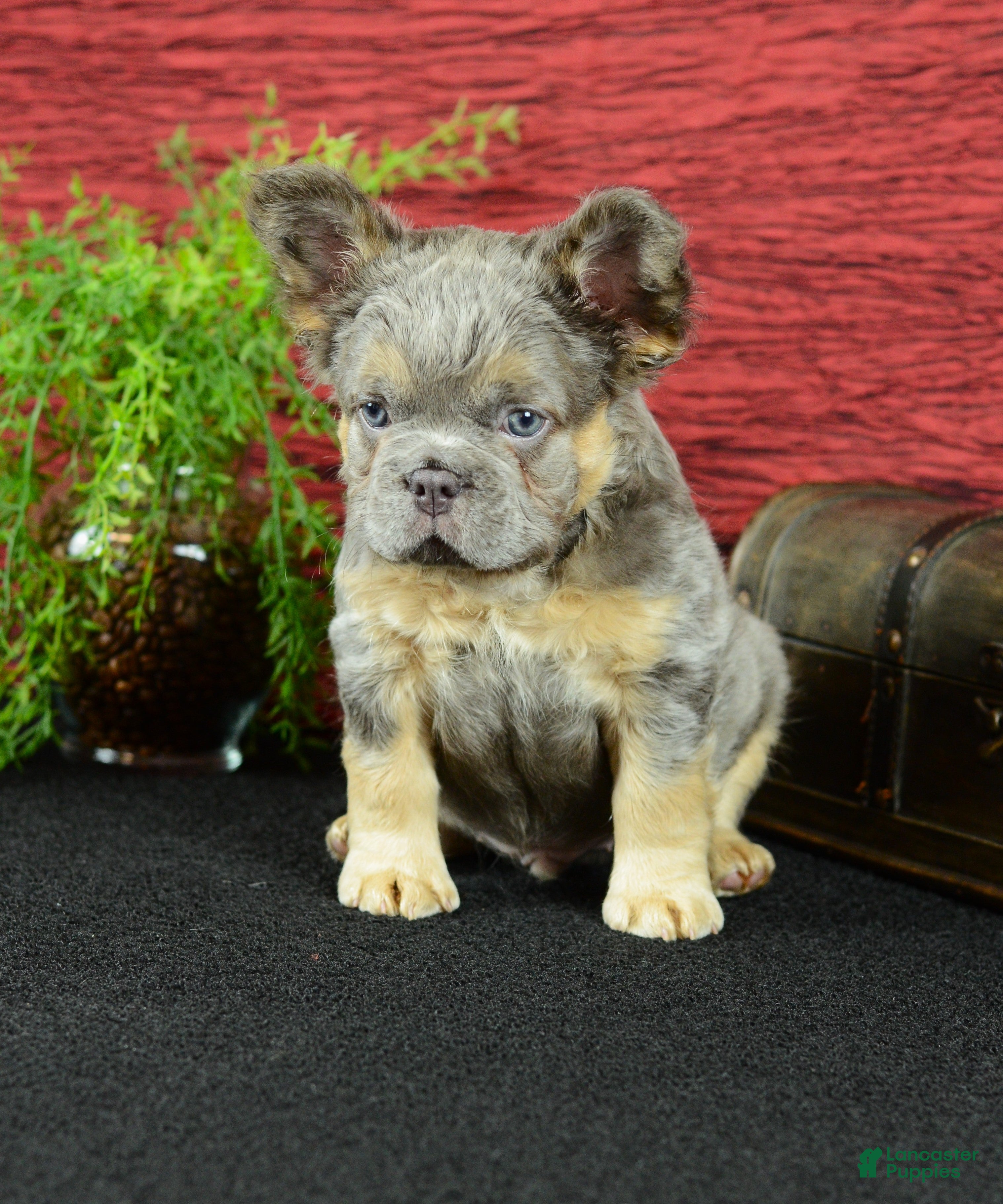 French Bulldog dogs Hank - Ad 1