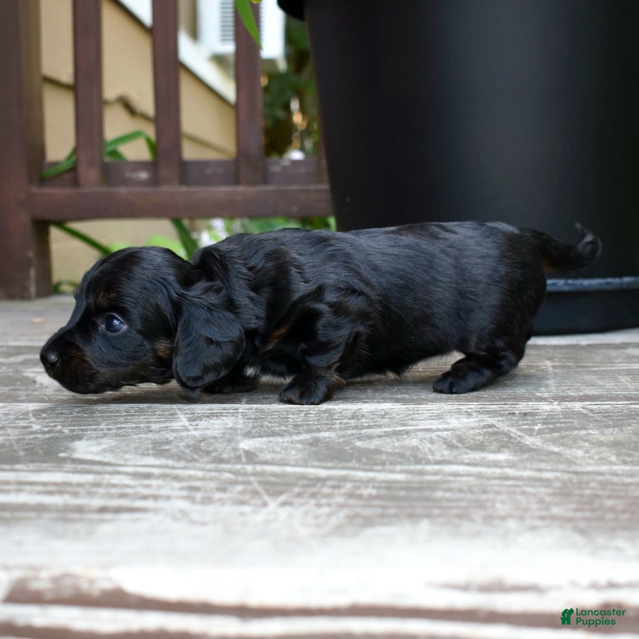 Miniature Dachshund dogs Harriet - Ad 19