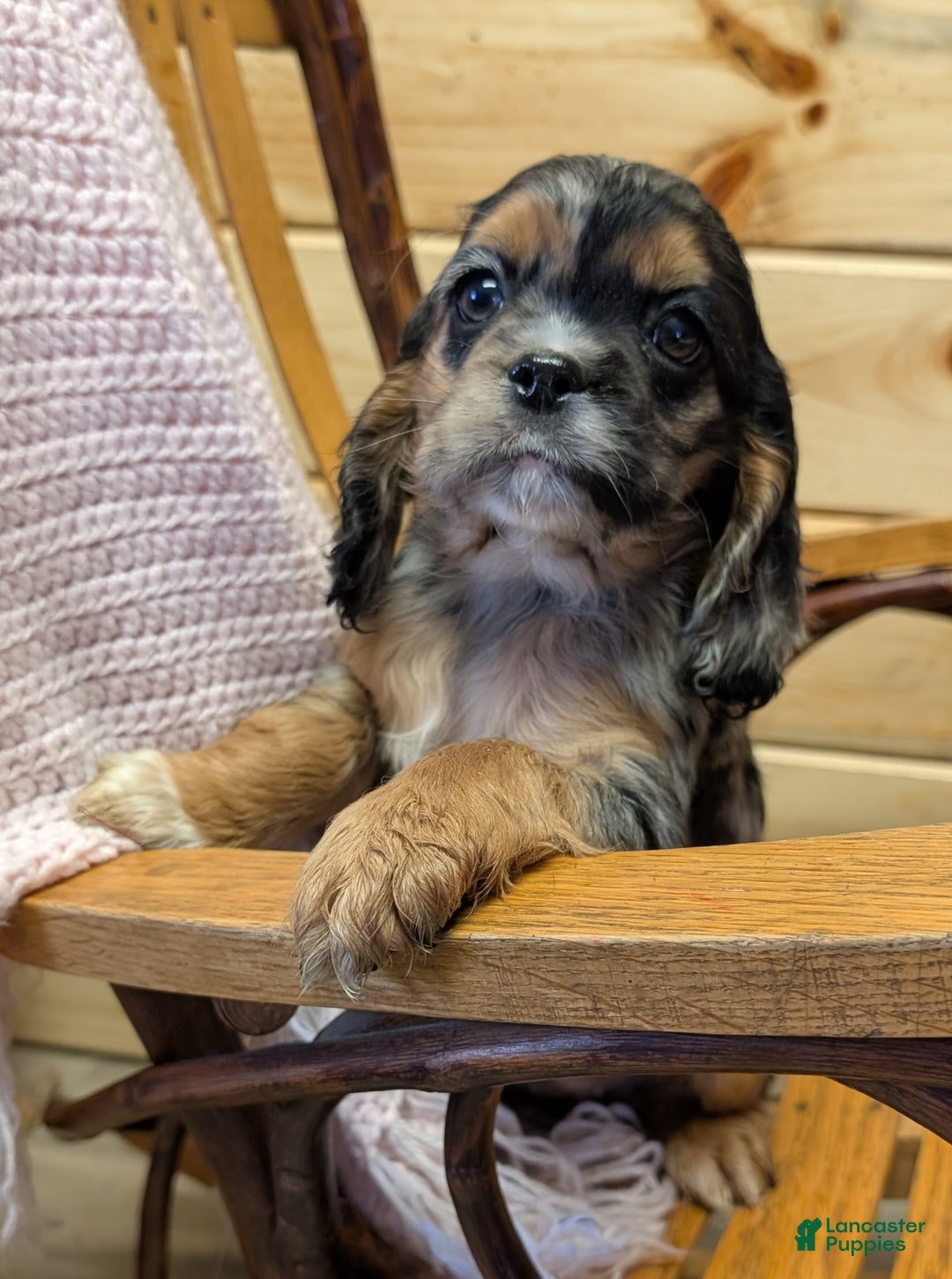 Cocker Spaniel dogs for sale: Willow - Ad 2
